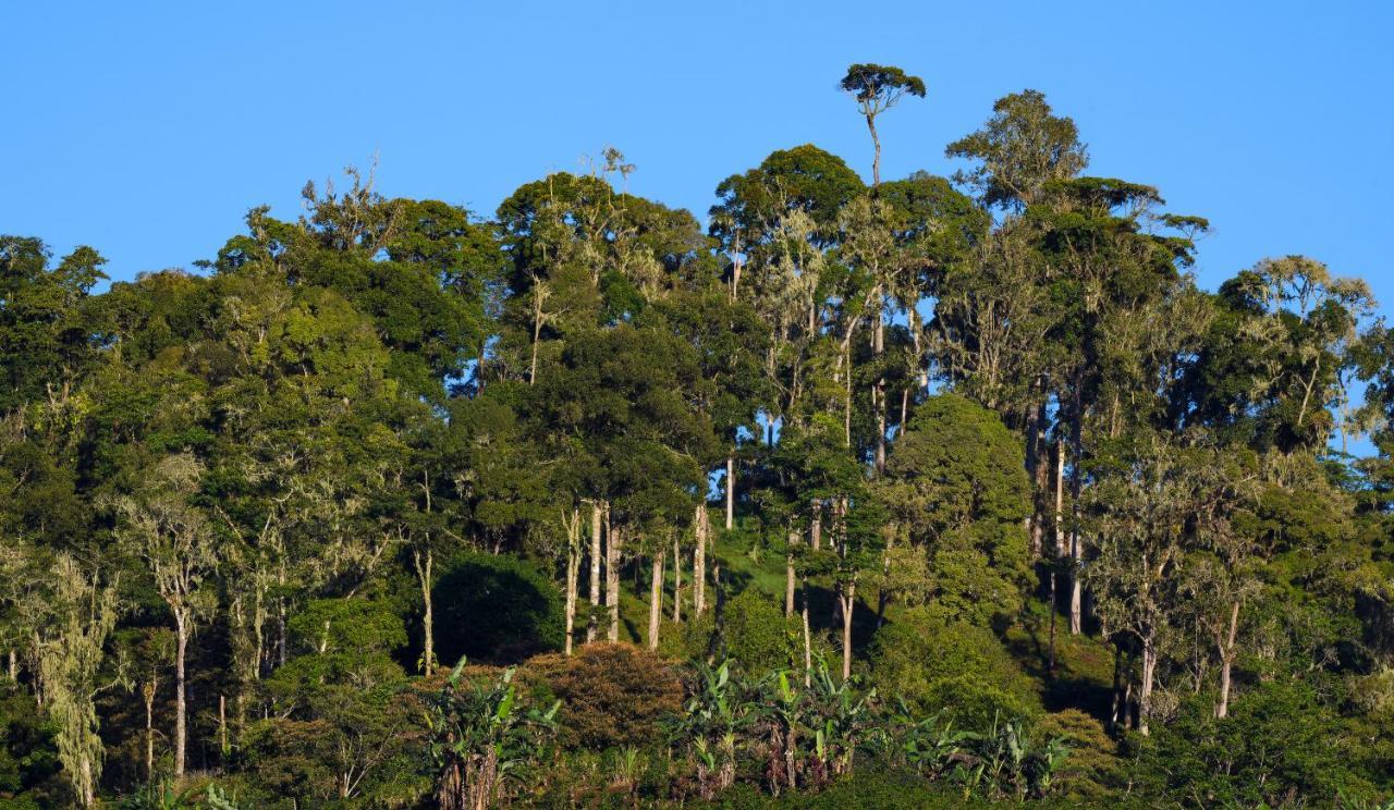 Arte De Plumas Birding Lodge Cartago Exteriér fotografie