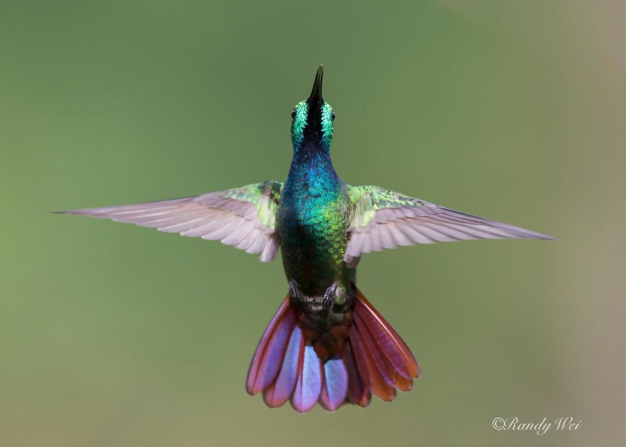 Arte De Plumas Birding Lodge Cartago Exteriér fotografie
