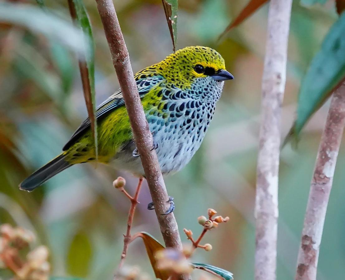Arte De Plumas Birding Lodge Cartago Exteriér fotografie