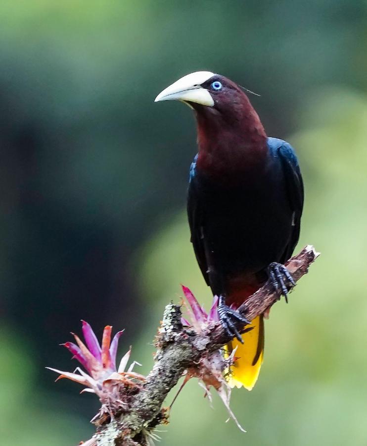Arte De Plumas Birding Lodge Cartago Exteriér fotografie