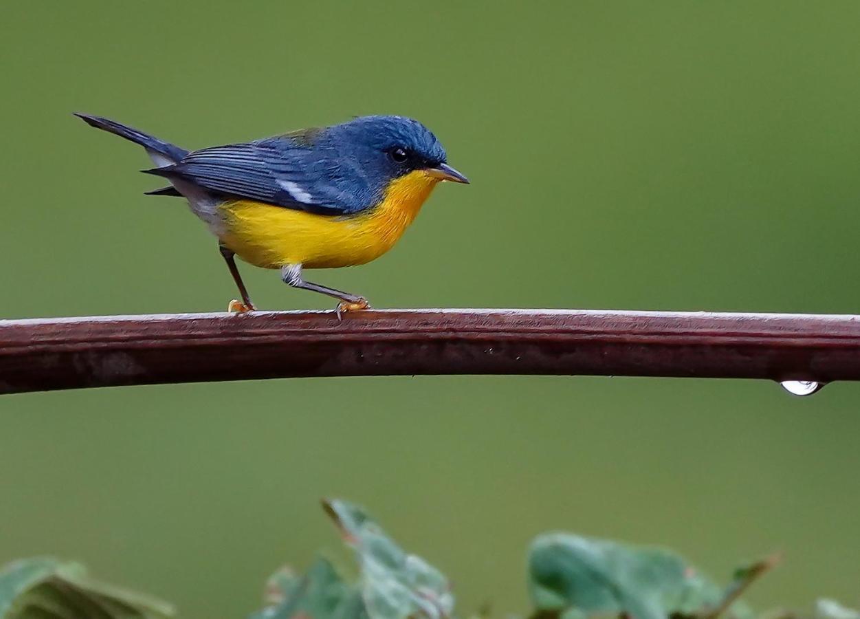 Arte De Plumas Birding Lodge Cartago Exteriér fotografie