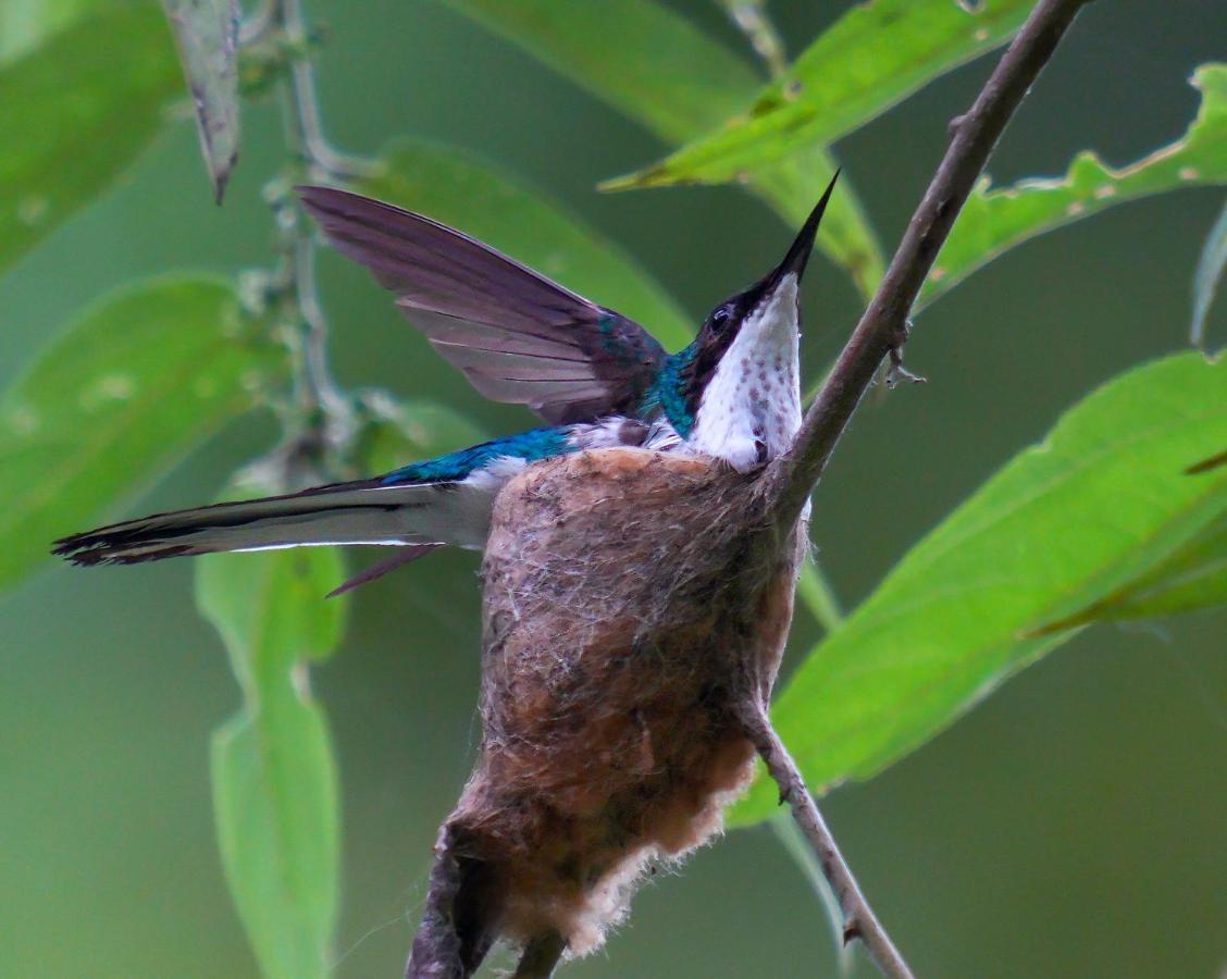 Arte De Plumas Birding Lodge Cartago Exteriér fotografie