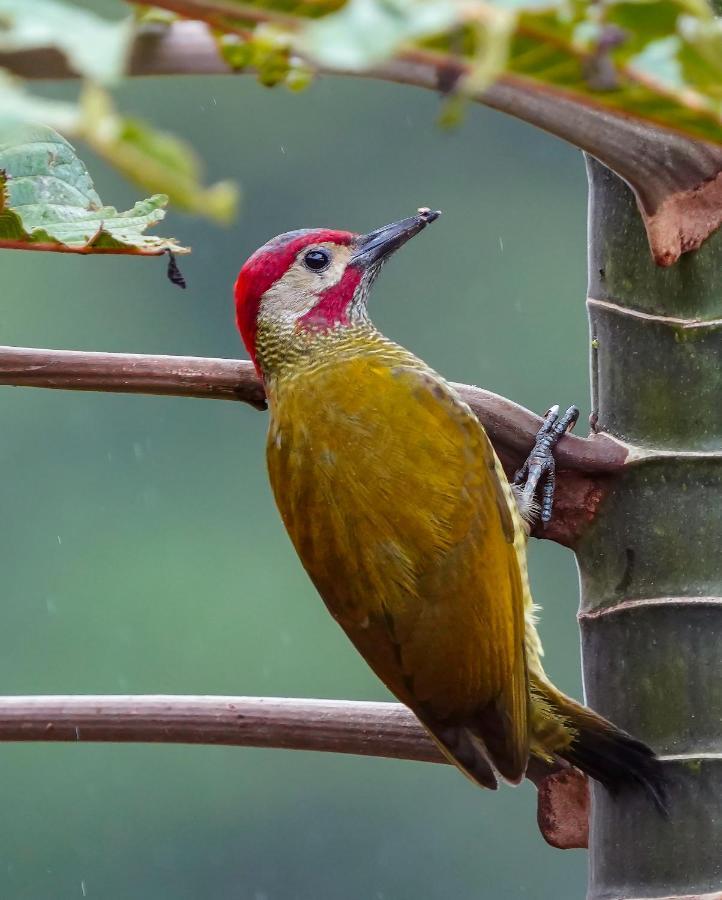 Arte De Plumas Birding Lodge Cartago Exteriér fotografie