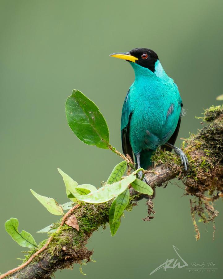 Arte De Plumas Birding Lodge Cartago Exteriér fotografie