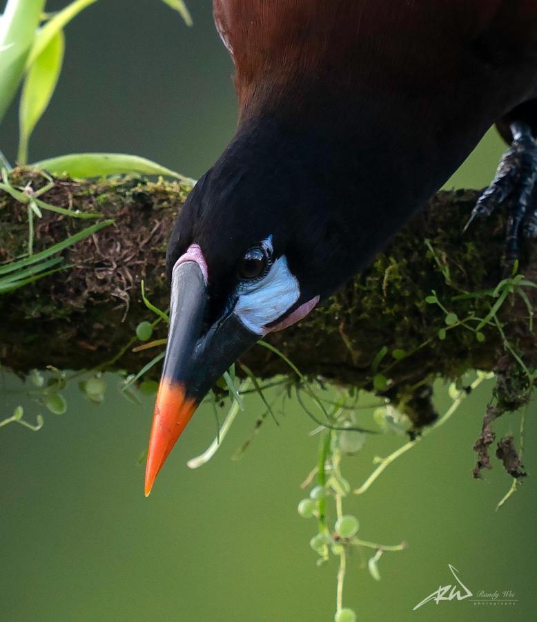 Arte De Plumas Birding Lodge Cartago Exteriér fotografie