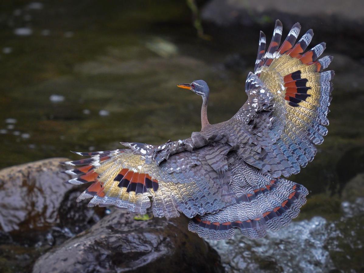 Arte De Plumas Birding Lodge Cartago Exteriér fotografie