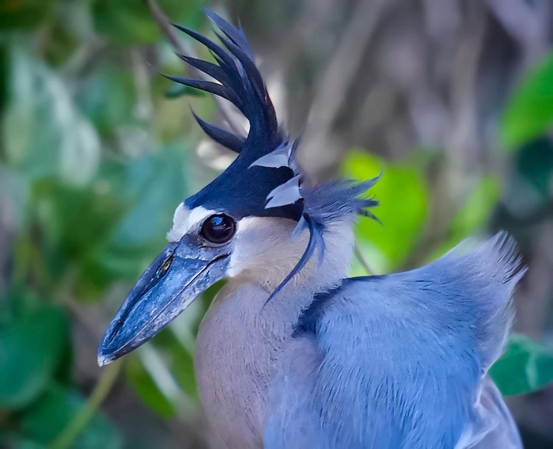 Arte De Plumas Birding Lodge Cartago Exteriér fotografie
