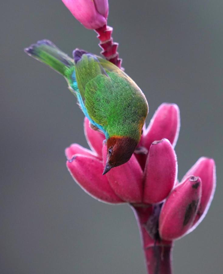 Arte De Plumas Birding Lodge Cartago Exteriér fotografie