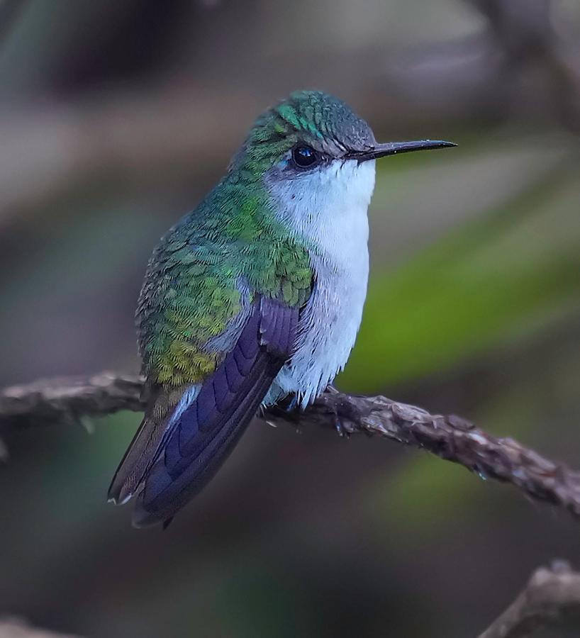 Arte De Plumas Birding Lodge Cartago Exteriér fotografie