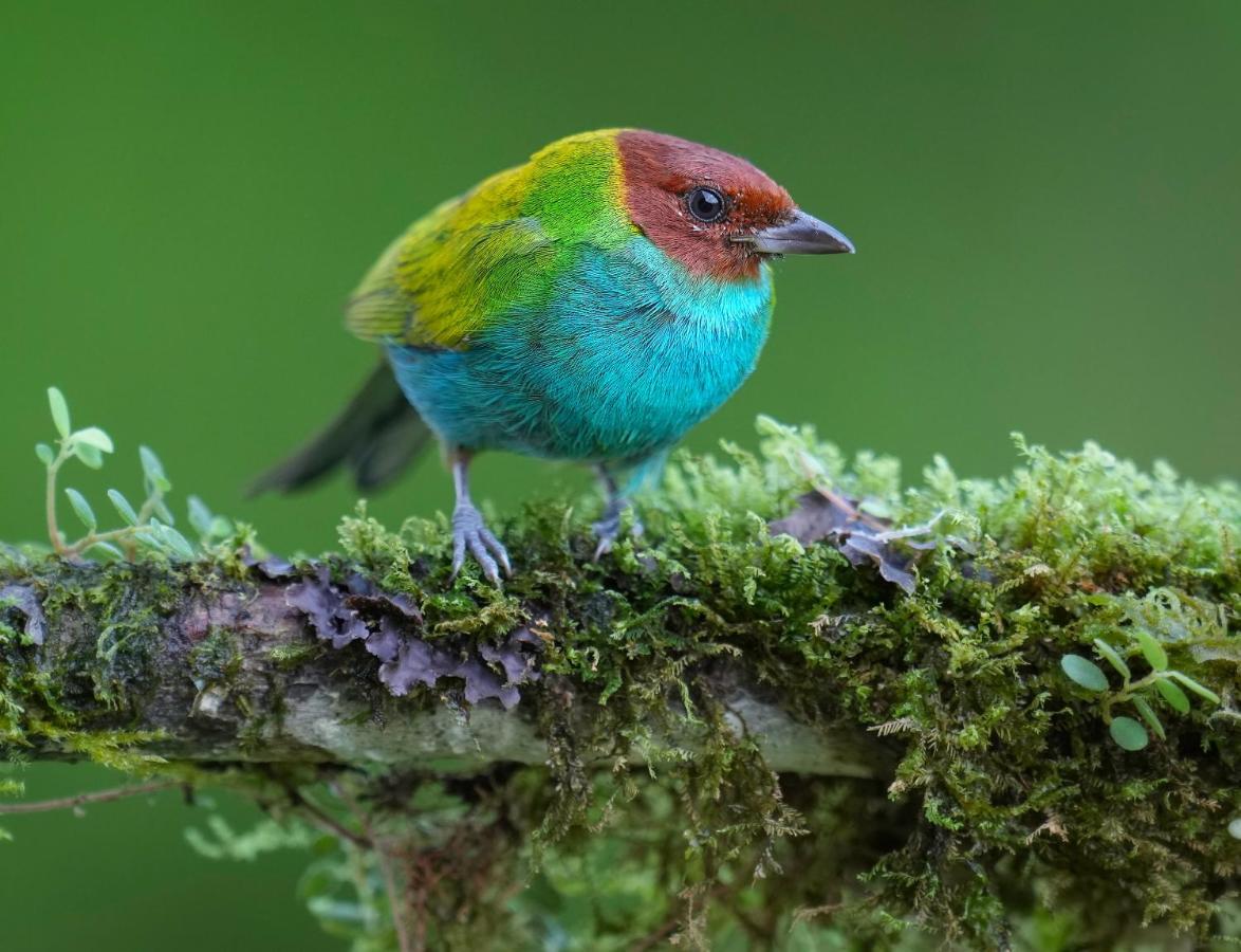 Arte De Plumas Birding Lodge Cartago Exteriér fotografie