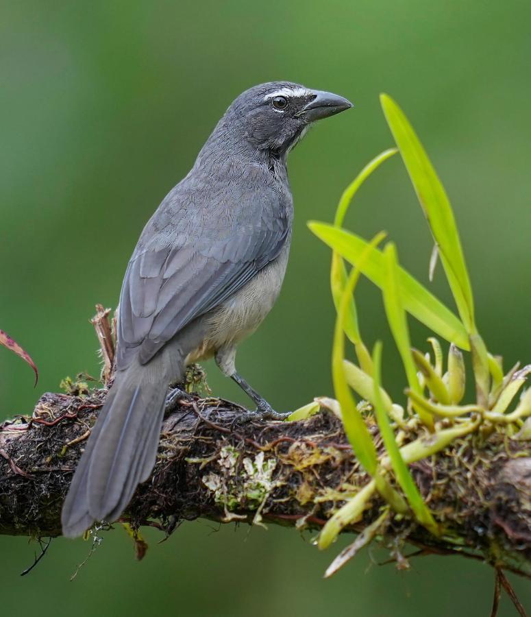 Arte De Plumas Birding Lodge Cartago Exteriér fotografie