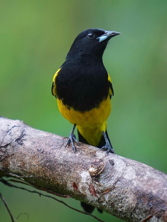 Arte De Plumas Birding Lodge Cartago Exteriér fotografie